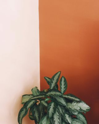 How to style your home with peach tones